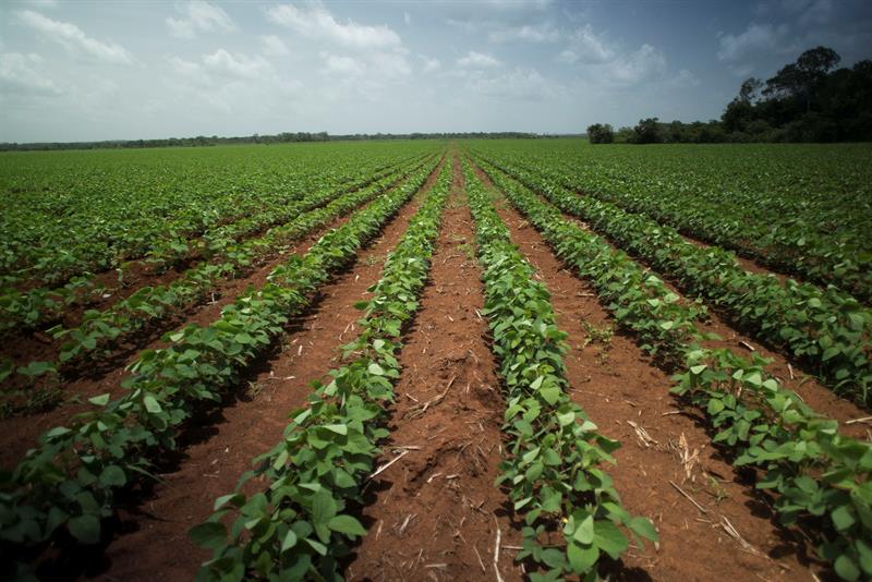  Transgenic soy, the cultivation of discord in the Mexican southeast